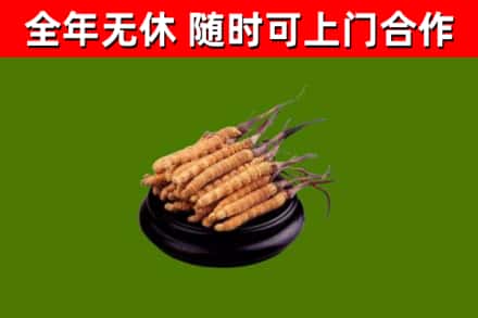 万全区烟酒回收冬虫夏草.jpg